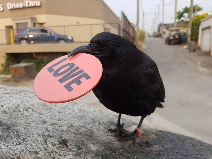 A crow holding a large, red badge that says: LOVE in all caps.