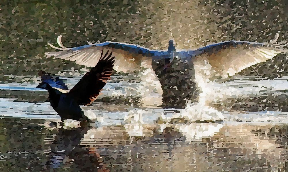 A backlit male swan is aggressively chasing a goose at high speed.
Vastavaloon kuvattu urosjoutsen aggressivisesti karkoittamassa hanhea. 