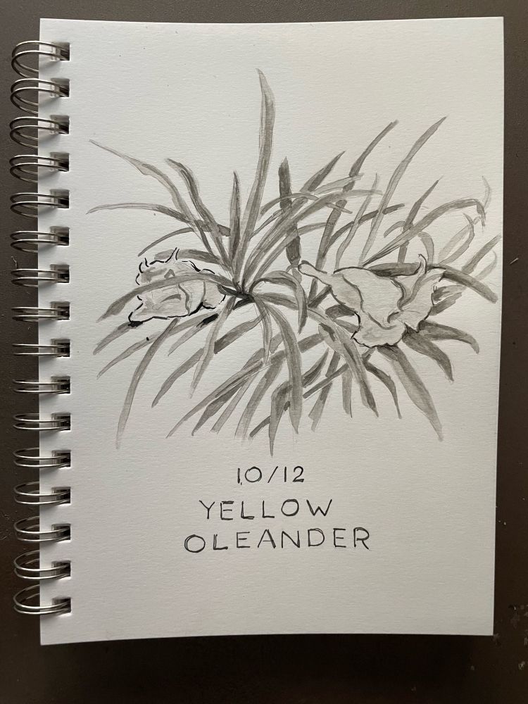 Ink drawing of Yellow Oleander 