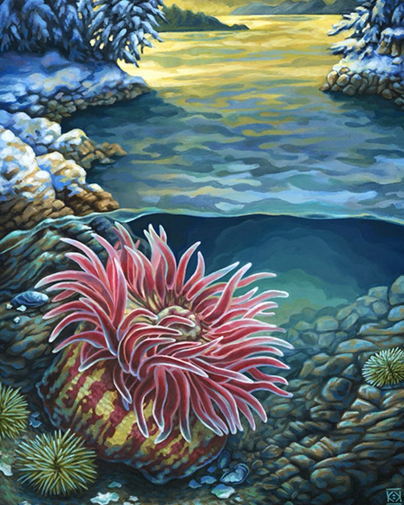 Christmas anemone under the water with green urchins near rocky beach in southeast Alaska during winter