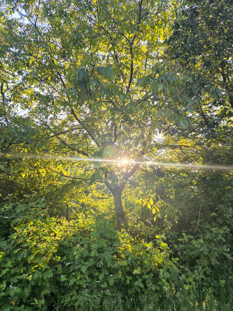 Baum und Sträucher. In der Mitte dringt das Sonnenlicht durch.