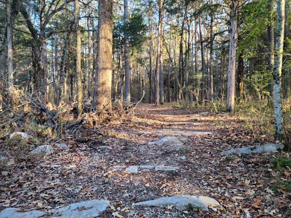 Forest path lined with fallen leaves and scattered rocks, sunlight filtering through the trees.