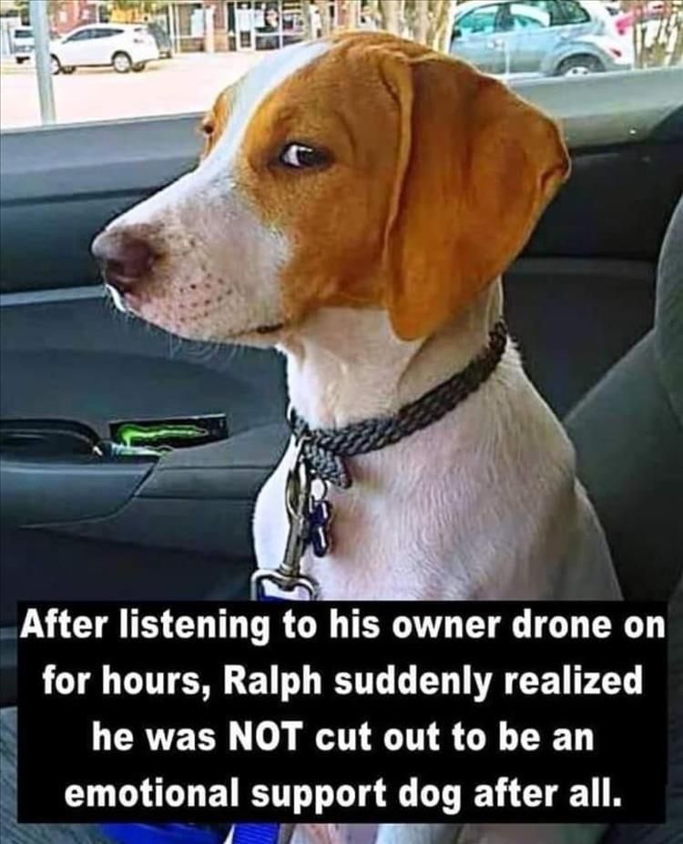 Picture:  A dog giving his owner the side-eye.  
Caption:  After listening to his owner drone on for hours, Ralph suddenly realized he was NOT cut out to be an emotional support dog after all.