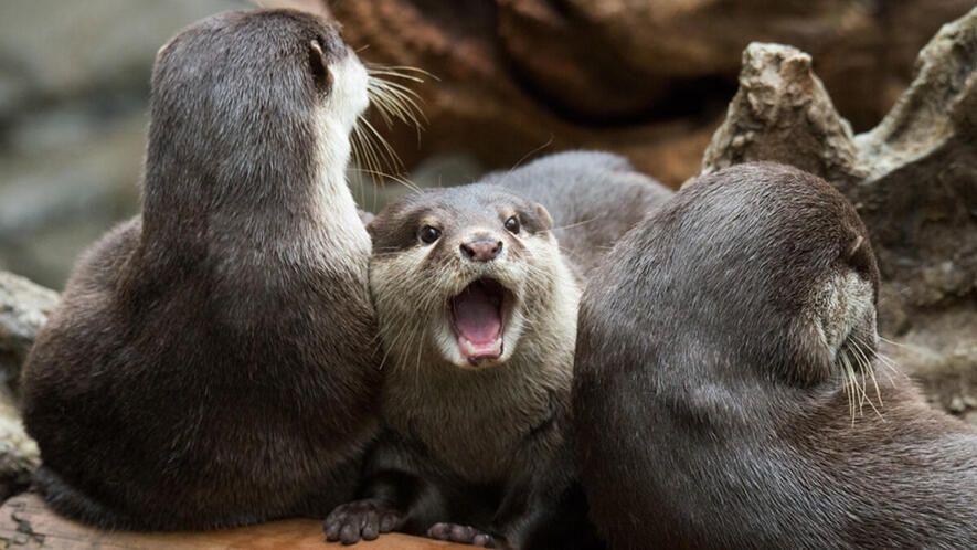 A picture of three otters.  The otter in the middle is facing the camera with his mouth  agape.  His shocked look seems to be saying, "You should be ashamed of yourself."