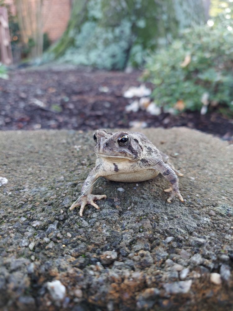 A beautiful toad 