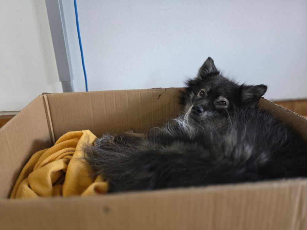 Lumi in a box with a yellow vibe blanket