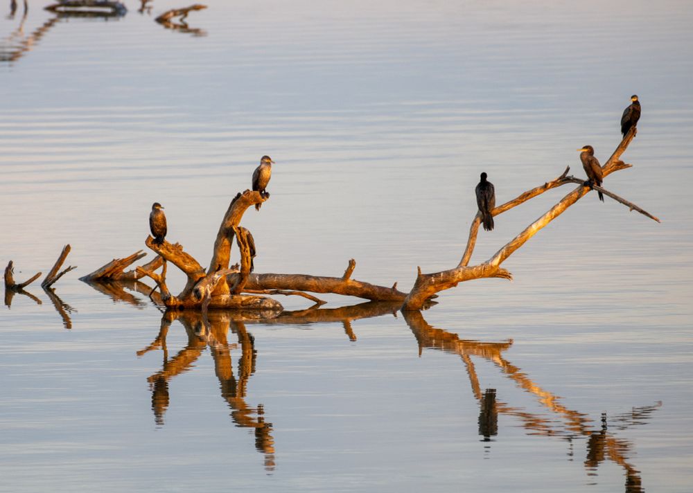 Five Cormorants on a tree in a lake. The tree and birds reflect on the water below. 