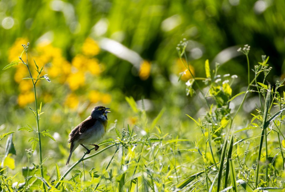A Dickcissel sitting on a green stalk on the left of the frame, facing to the right. He's singing with his beak open. Yellow flowers can be seen, blurred, in the background. 