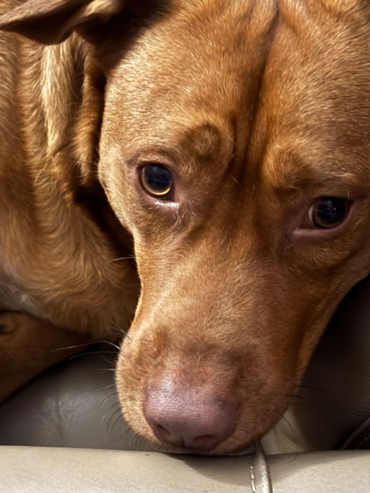 A close up of a reddish brown dog with golden eyes, resting 
