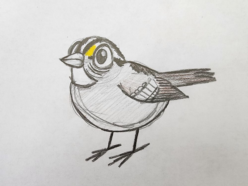 A cartoon white-throated sparrow, sketchily drawn in pencil. Its got ridiculously large cartoony human-ish eyes. And a big round body. Tiny stick legs and feet.