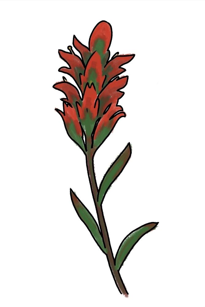 An Indian Paintbrush flower, dark reddish green stem with red tinted alternating leaves. The flowers are in a cluster, stacked on top of each other, transitioning haphazardly from green to bright red.
