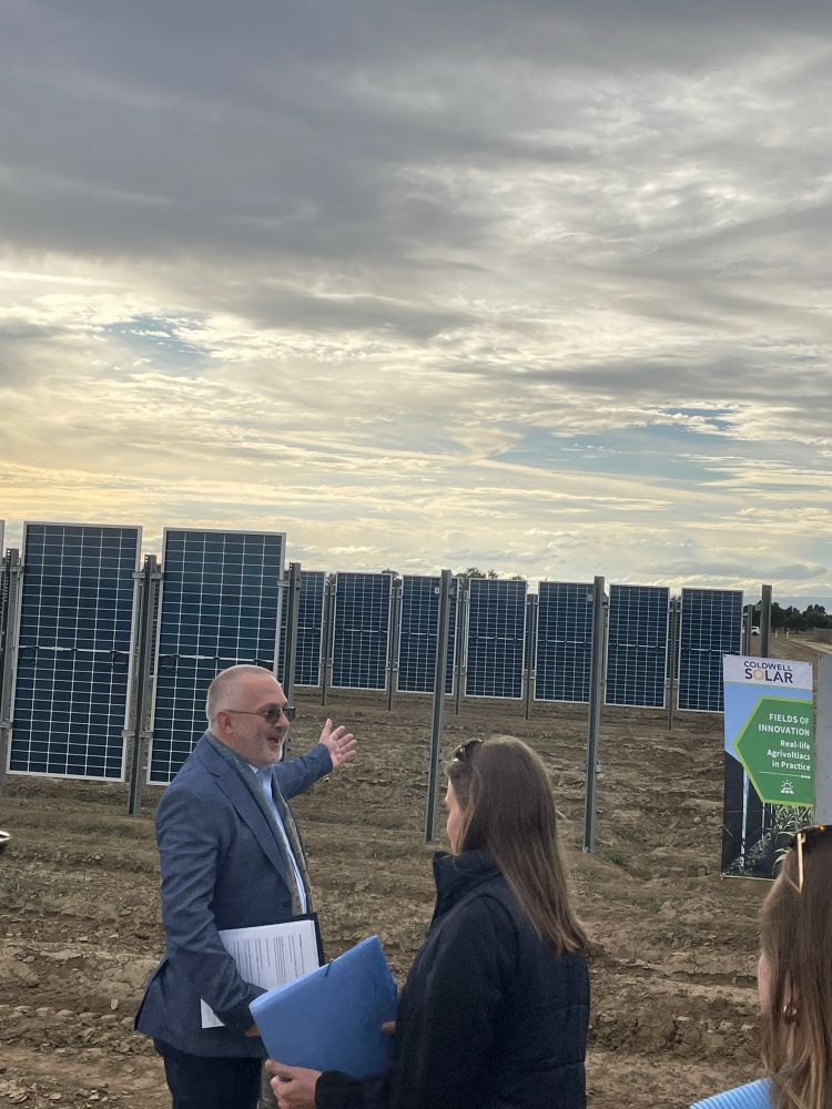 A researcher gesturing toward vertical rows of solar panels arranged like fences over an agricultural field 