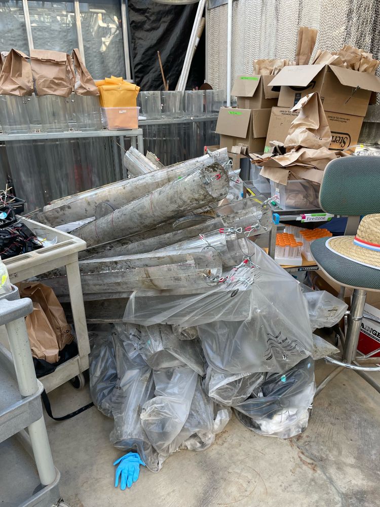 A pile of cut apart, discarded soil megacosm containers, and one blue lab glove, inside a greenhouse.