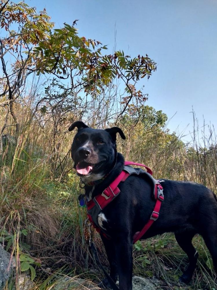 A black dog (pit/lab mix we think) wearing a red harness and standing in a muted autumn landscape