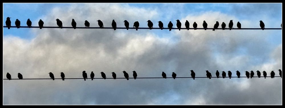 Birds on overhead power cables for trains. Silhouetted against a winter sky. 