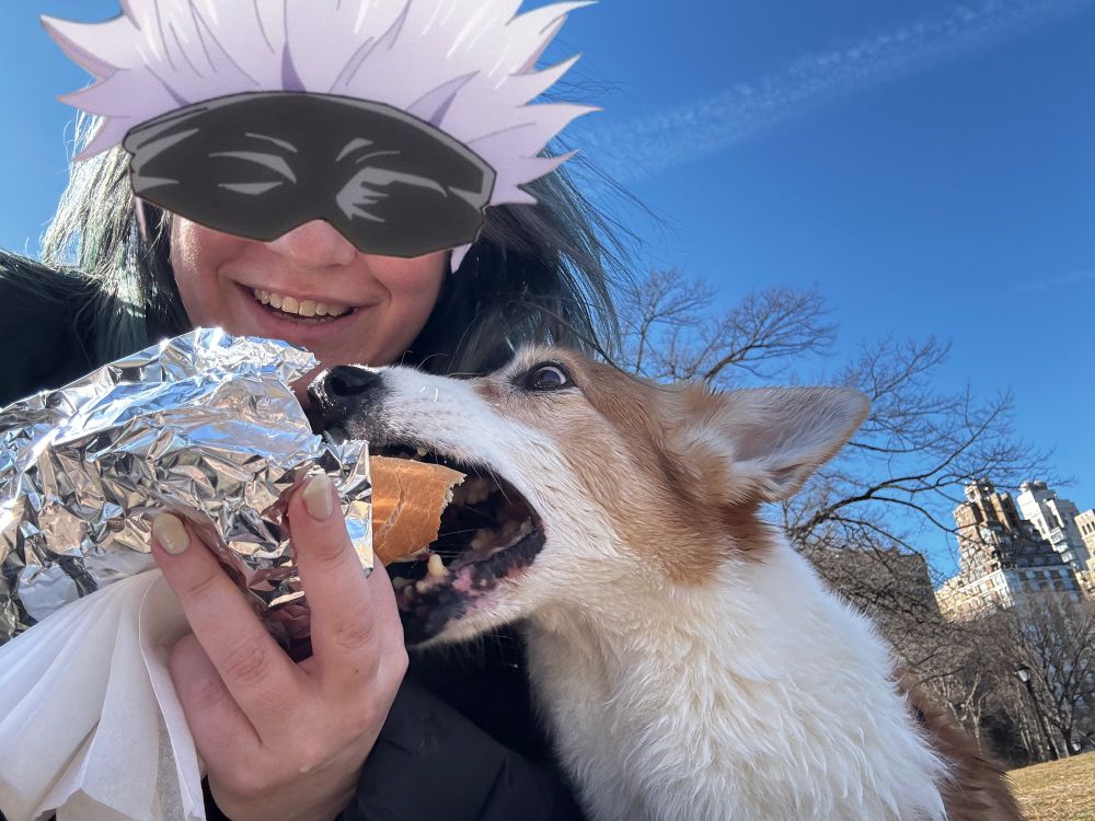 A corgi happily eats a hot dog 