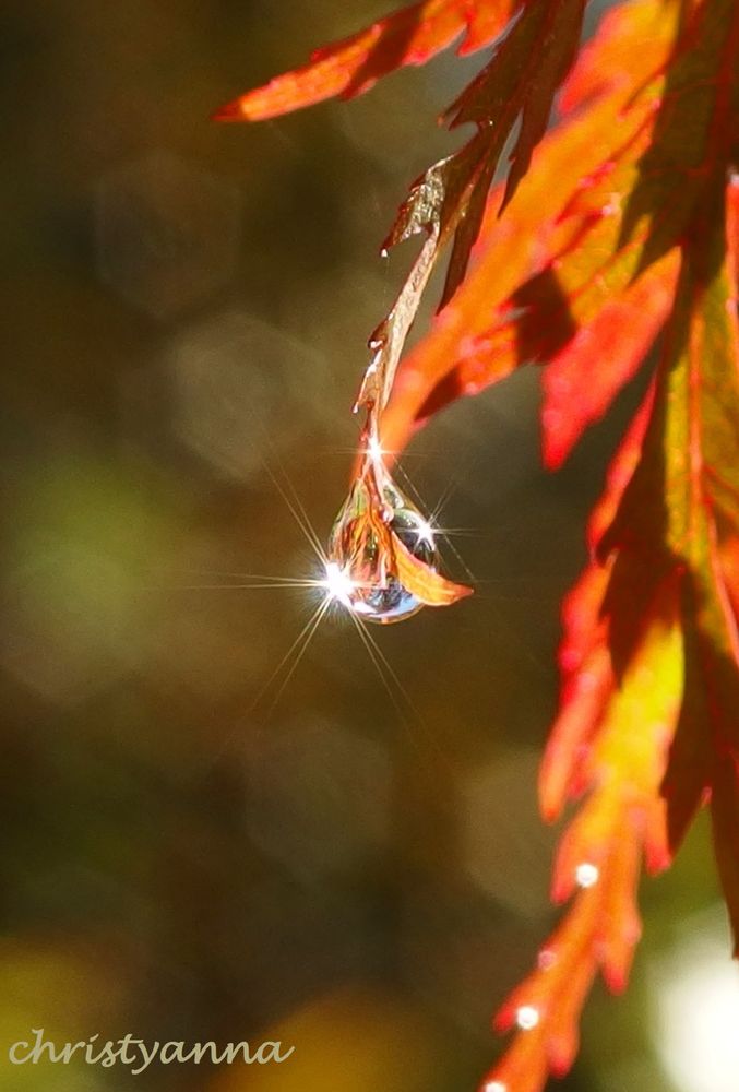 close-up of  red Japanese Maple leaf with a water droplet that sparkles in the sunshine 
(technically not macro since it's just a regular lens on my point and shoot camera)