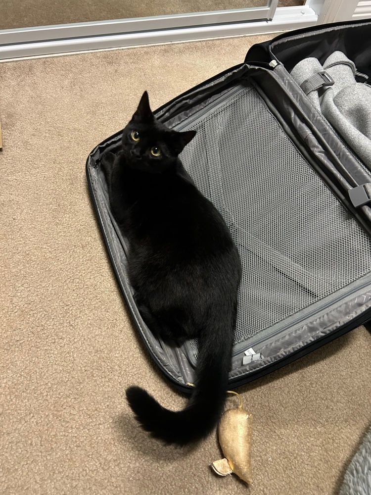 My cat curled up in half of my suitcase, staring at me with big eyes while I pack for a two-week trip.
