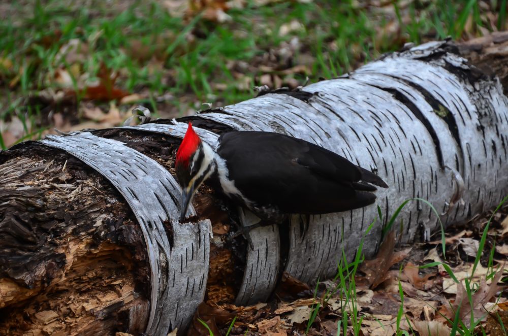 This female Pileated Woodpecker stands upon a downed birch tree and systematically creates a line of pecks to perforate/separate the bark that rings the trunk.