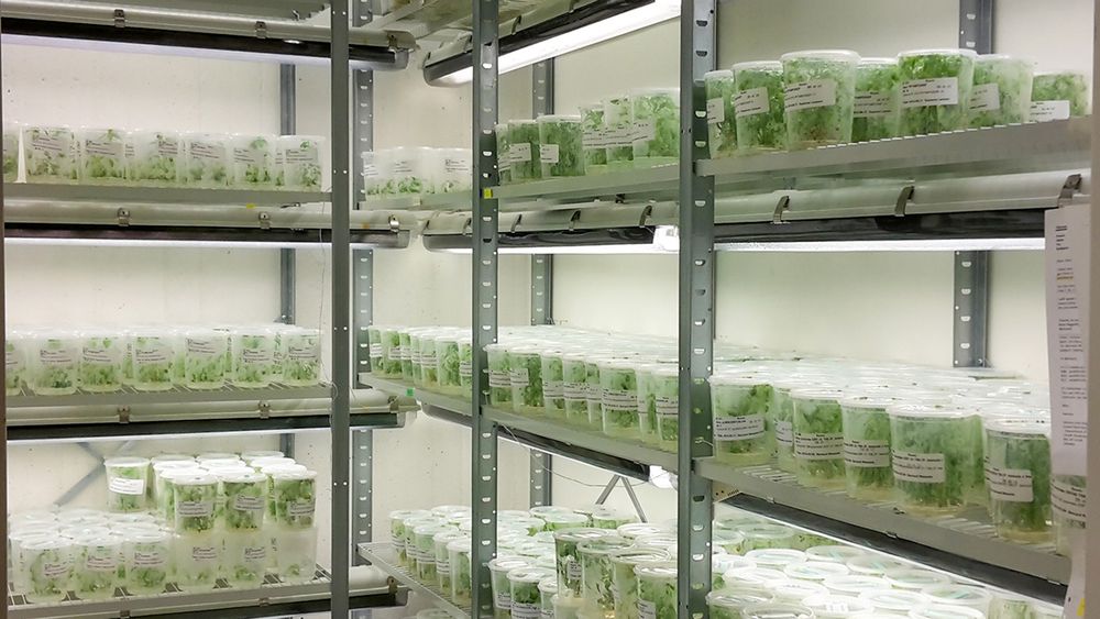 A room with methal shelfs that are filled with jars with small green hybrid aspen trees. On each shelf lights are installed.