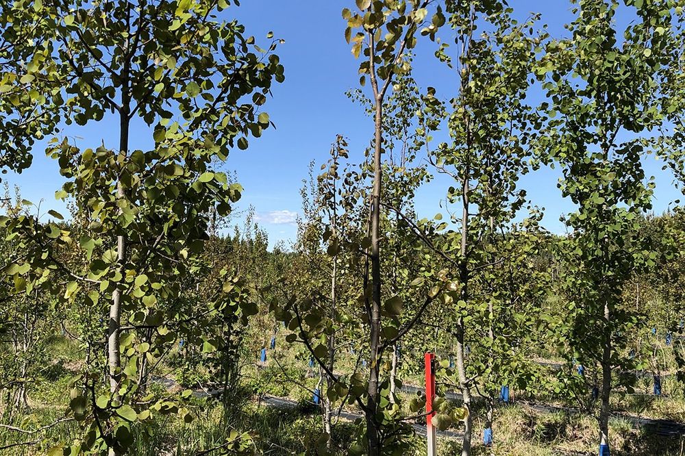 A field with aspen trees