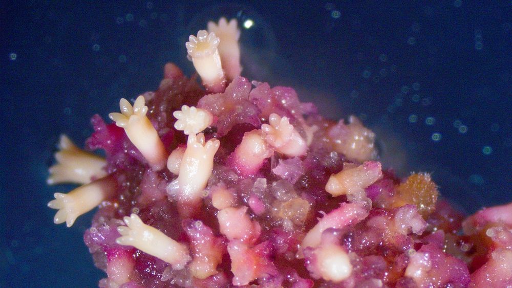 Whitish mature spruce somatic embryos growing on a cell callus partly coloured in red in front of a blue background