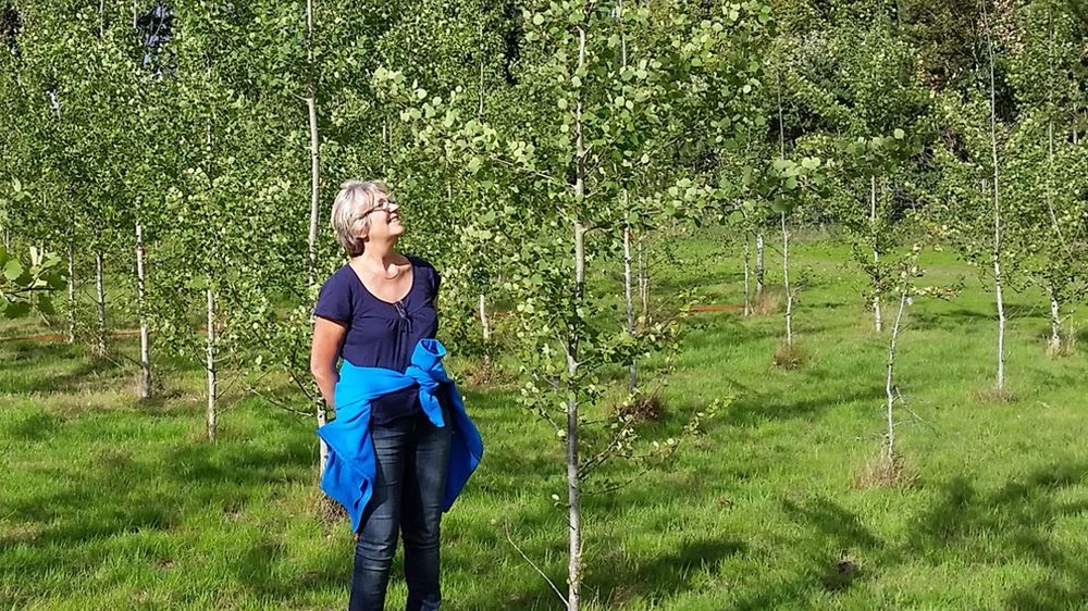 A women is standing on a green field with young aspen trees.
