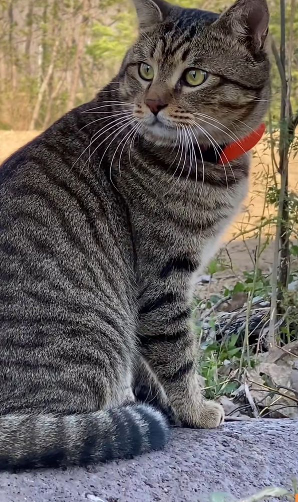 This is Mini