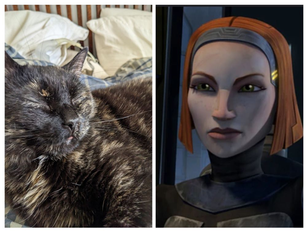 Bo Kitten & Bo-Katan