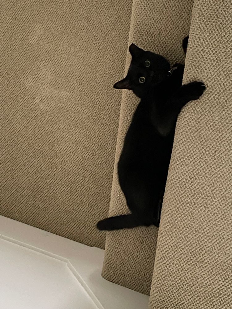A black cat lying with one arm up on another step.