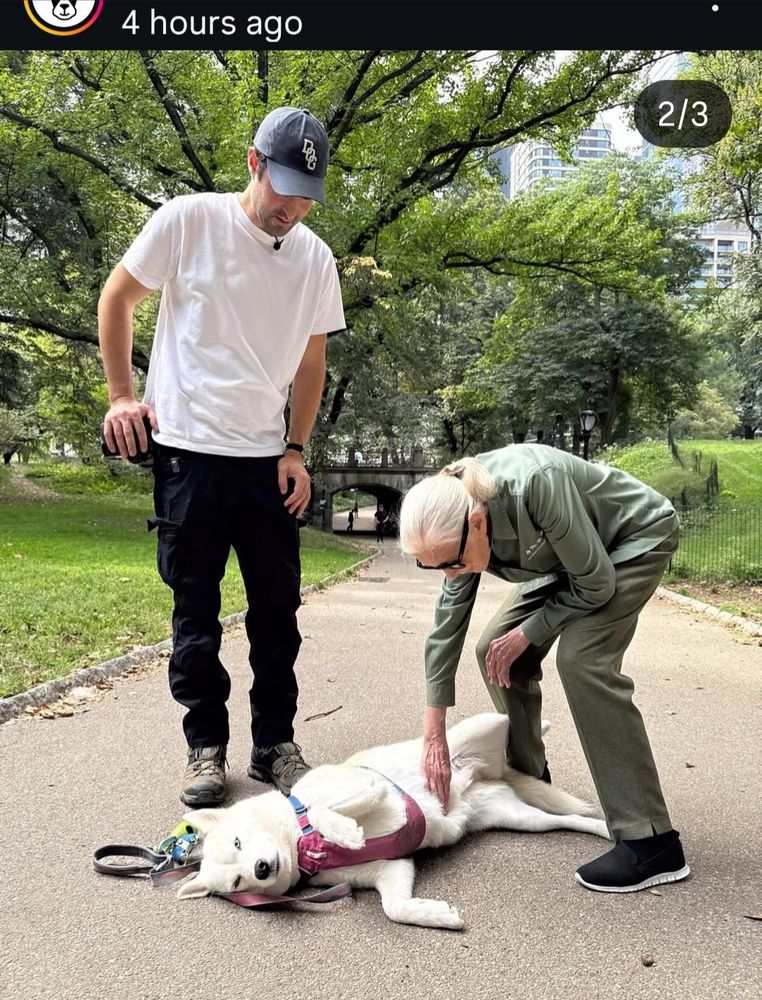 From The Dogist on Instagram. Jane Goodall is petty the belly of a big white dog who appears to fully understand the petting he is getting. 
