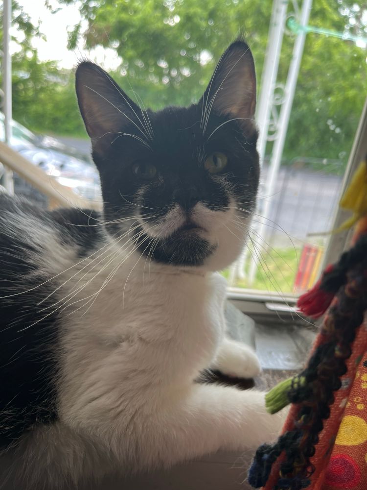 Beans chilling in the window