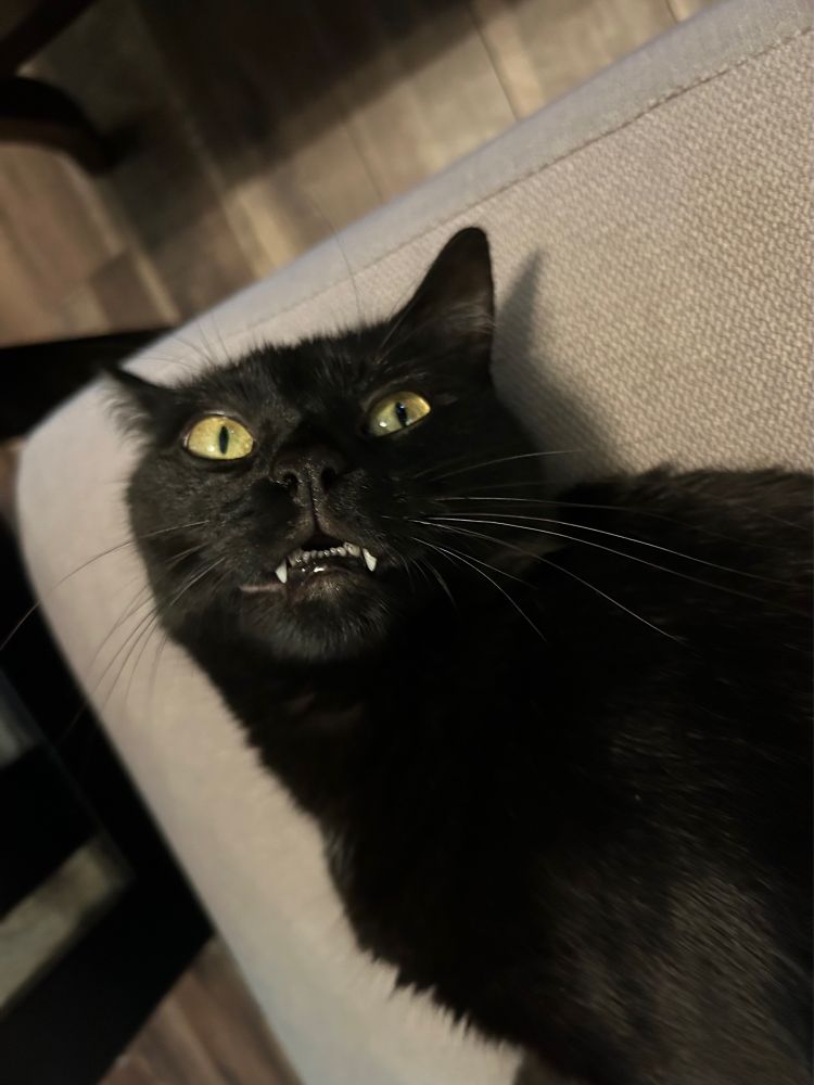 A black cat with yellow eyes with top fangs and bottom teeth showing
