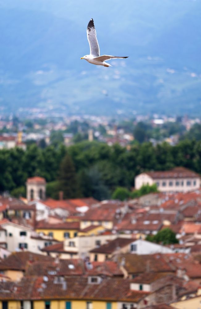 A gull is banking to the left, their wings at an angle as they ride the winds around a clocktower in an old italian town surrounded by mountains.