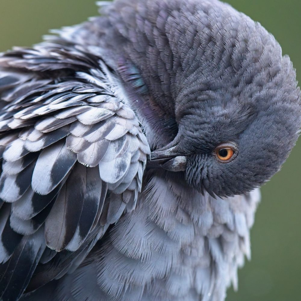 A pigeon has the neck arched downward and is focused intently on preening the alula feathers of their wing. The muddled green and brown background hints at late summer – molting time.
