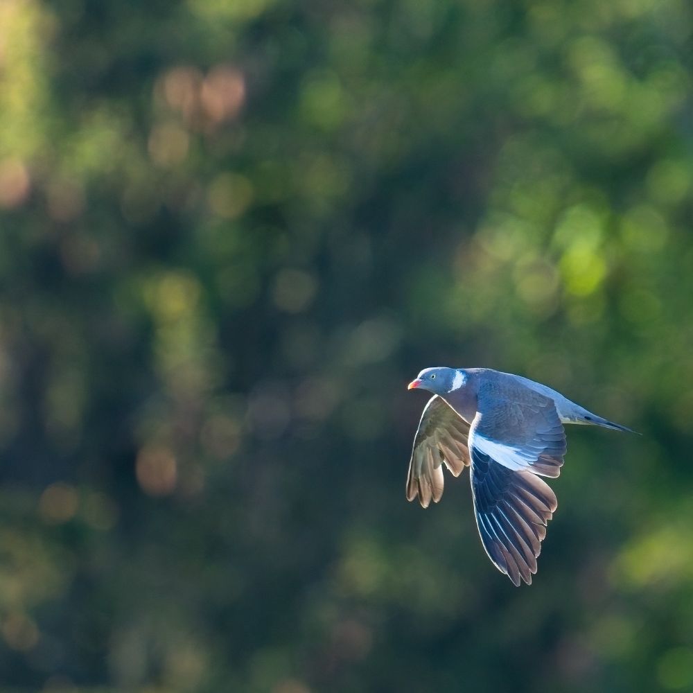 A wood-pigeon has their wings extended mid-flight. The morning light gives them a bright glow against the shadowy trees in the background. 