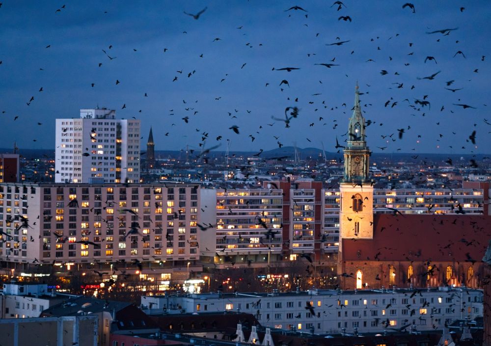 Hundreds of crows can be seen flying in to roost around Alexanderplatz on a grey winter night. 