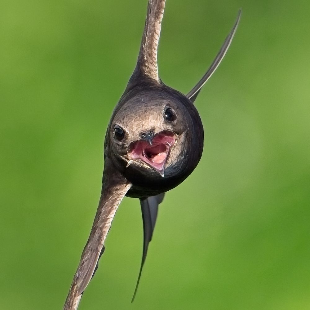 A swift is hurting through the air directly towards the camera, their mouth agape, a twinkle of murder in their eyes