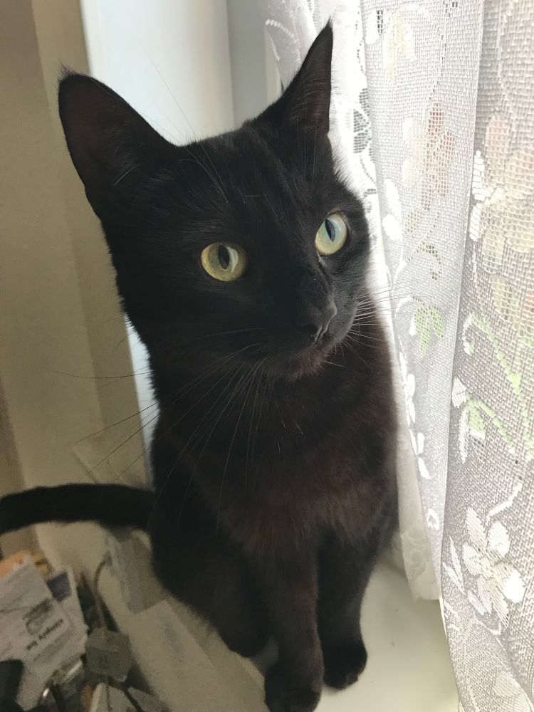 My demonic void overlord Adachi.  She is a little black cat sitting on a window sill staring past me, her slitted, green eyes focused on something we mere mortals cannot hope to comprehend.