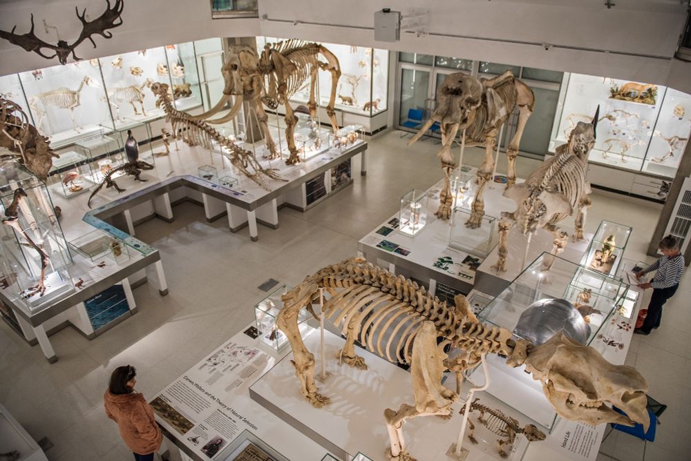 The lower Museum of Zoology gallery filled with skeletons and a couple of adult visitors seen from above.
