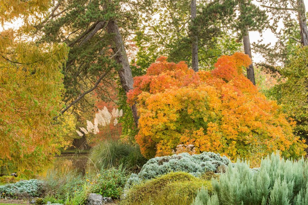 Trees with autumn foliage around the lake at the Botanic Garden.
