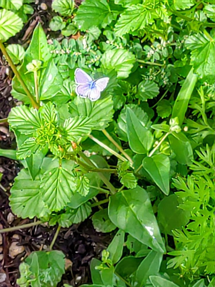 Blue and lavender butterfly on green leaves