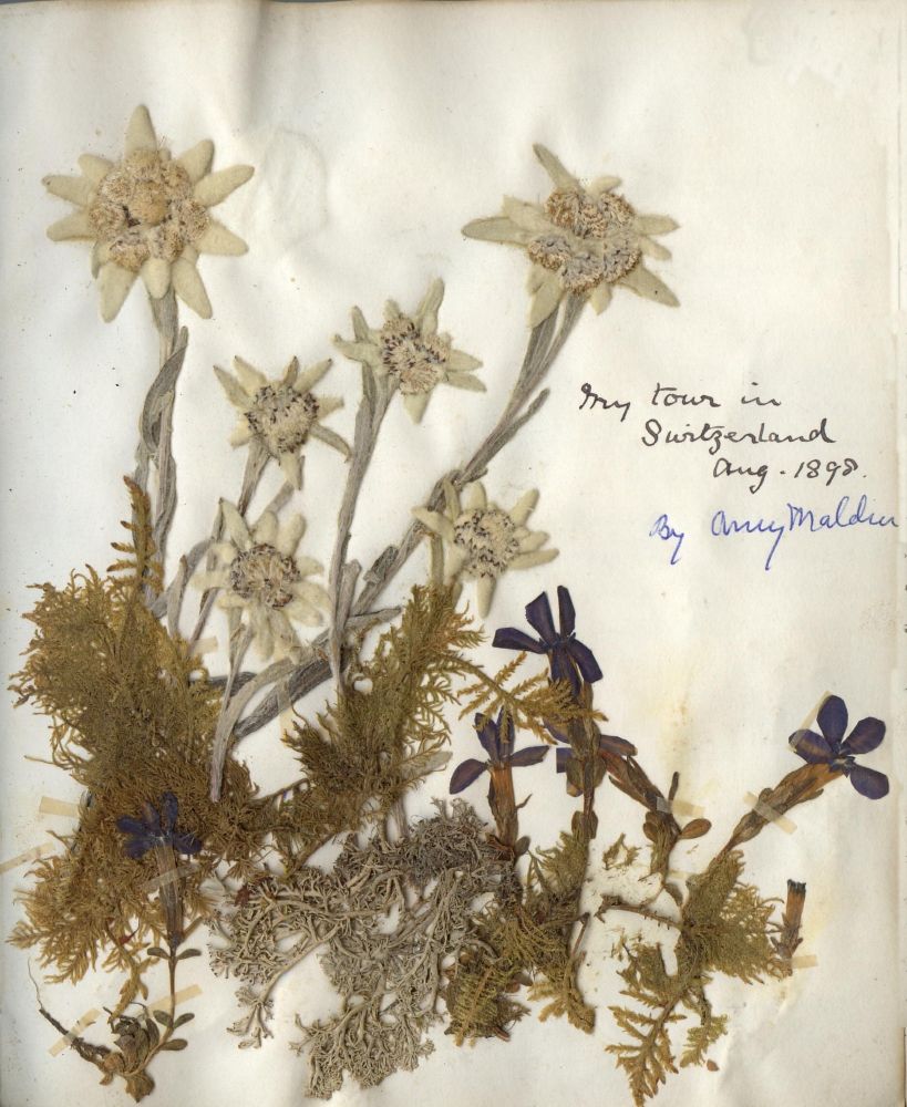 Pressed flowers and ferns collected during Amy's tour of Switzerland in August 1898.