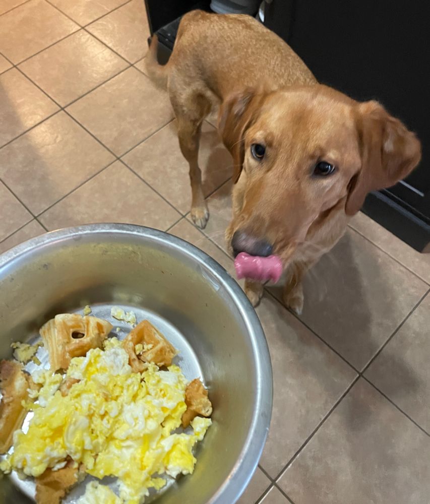 Reddish lab mix (15 months) licks her nose and looks at a bowl with some waffles and scrambled eggs 