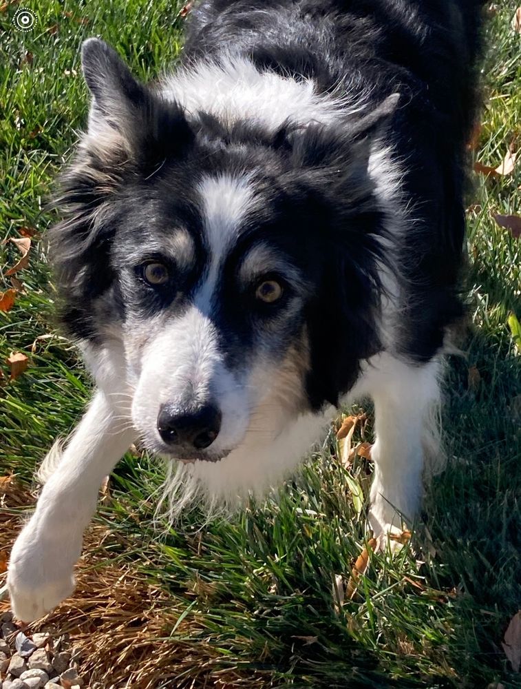 Tri-colored border collie, with some muzzle graying, looks at camera