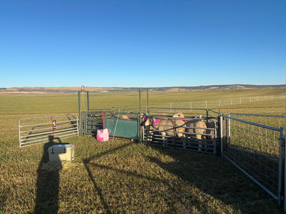 White faced sheep in a chute, fitted with collars for the final round of the National Sheepdog Finals.