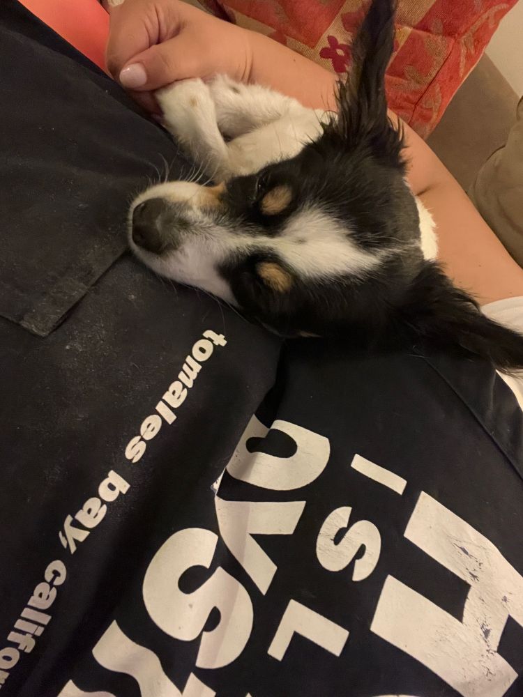 Black and white dog with pointy ears and blond eyebrows with his paws tucked into the hand of a woman. His head rests on her side. She’s wearing an apron from Hog Island Oyster Co.