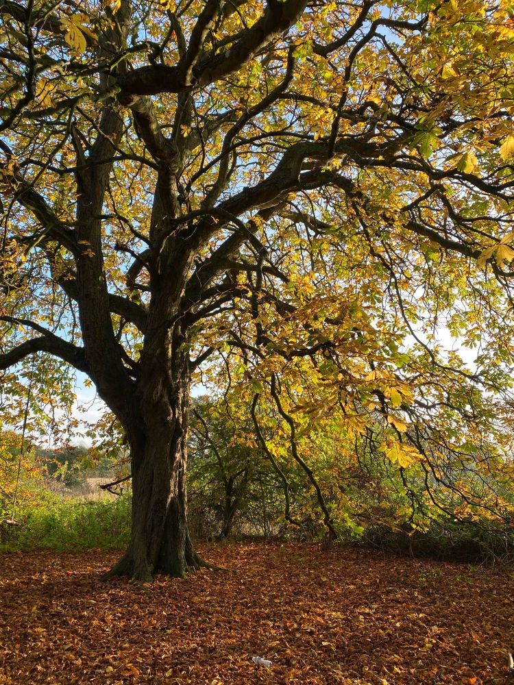 Chestnut tree in a clearing, warm late afternoon light through the yellow leaves, darker golden leaves dropped around the base covering the ground.