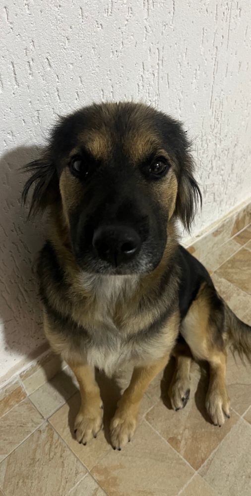 cã vira lata preta e bege sentada no chão olhando para a câmera 