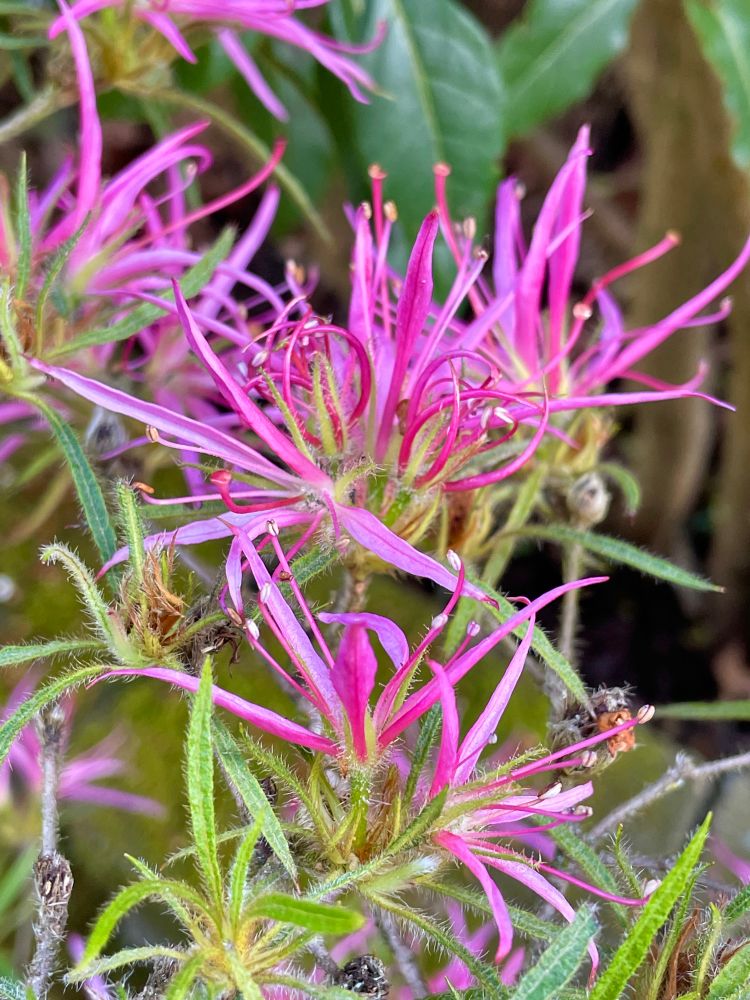 A spider Azalea in bloom
